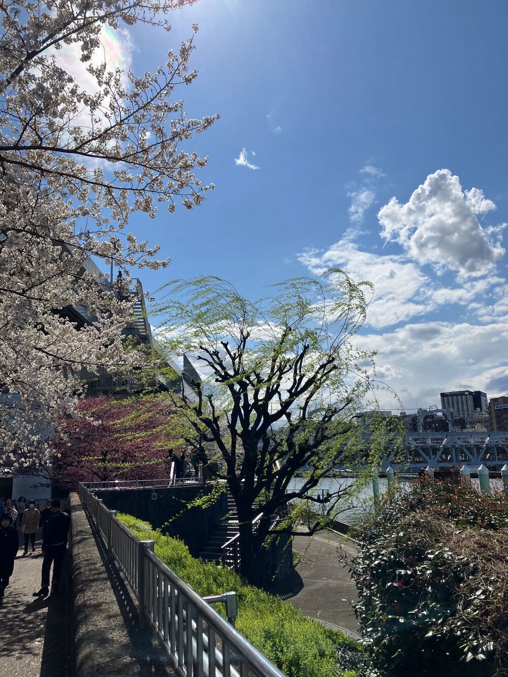 Cherry blossoms along the Sumida River