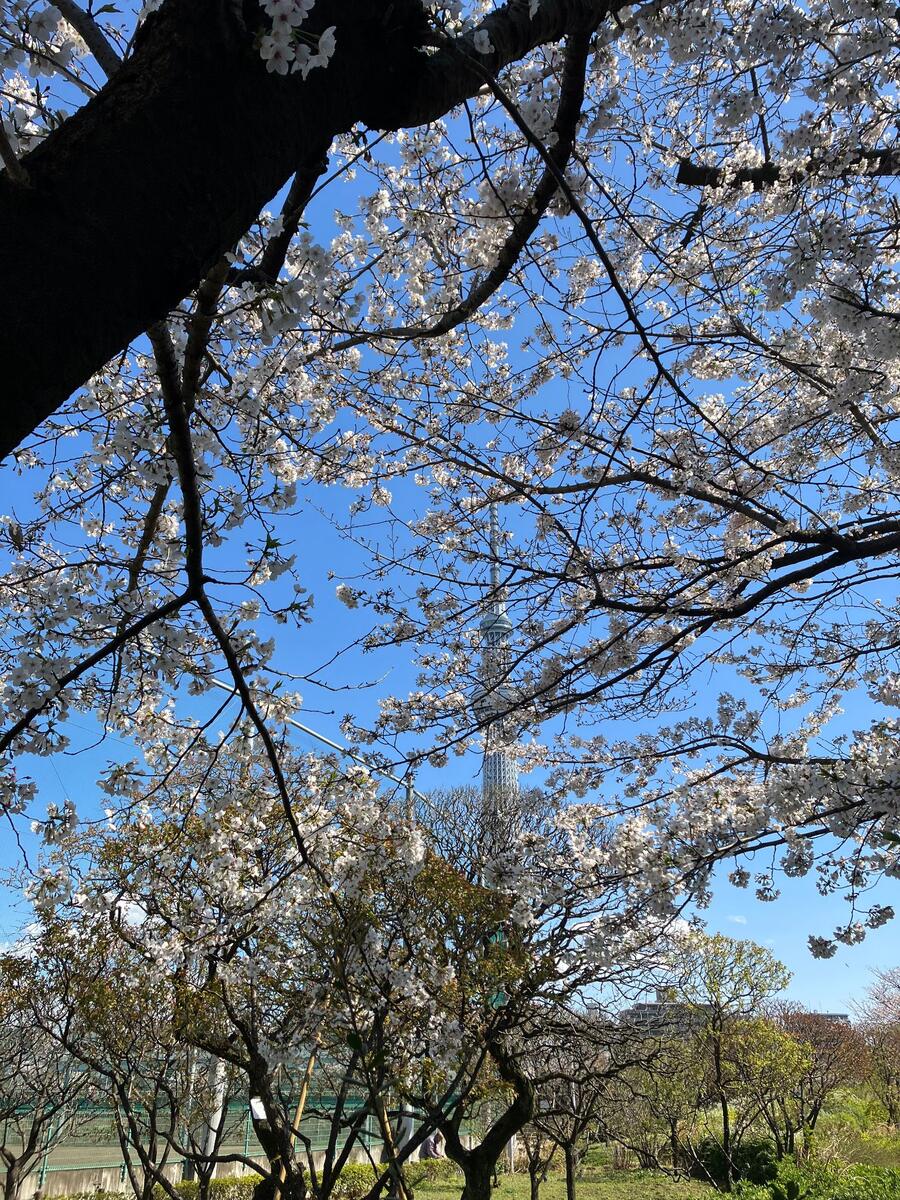 Tokyo Skytree through the sakura, along the Sumida River